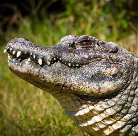 Chinese Alligator