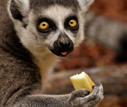 Madagascarian Lemur