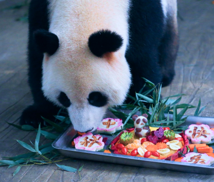 Giant Panda