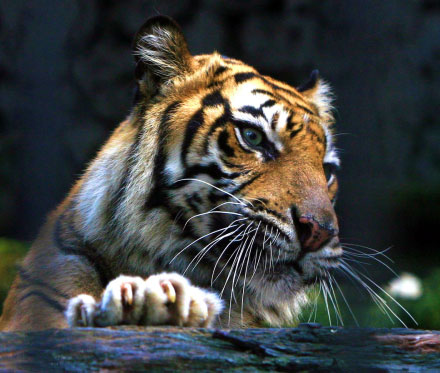 Sumatran tiger