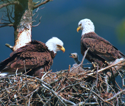 West End Bald Eagles