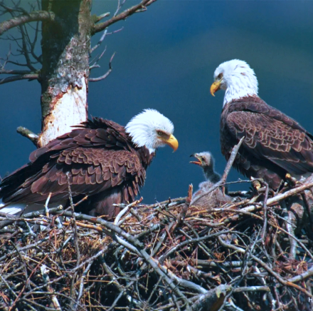 West End Bald Eagles