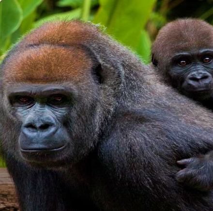 Gorilla in Congo