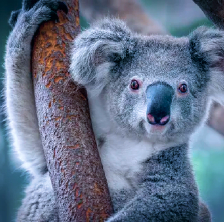 Australian Koala