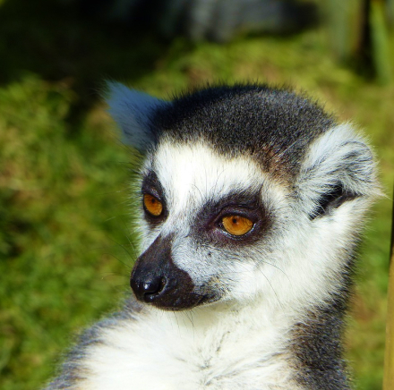 Madagascarian Lemur