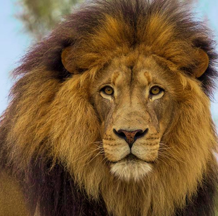 African Lion