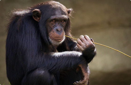 monkey without food