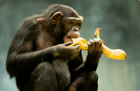 monkey without food