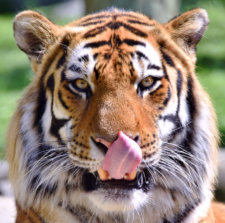 Sumatran Tiger