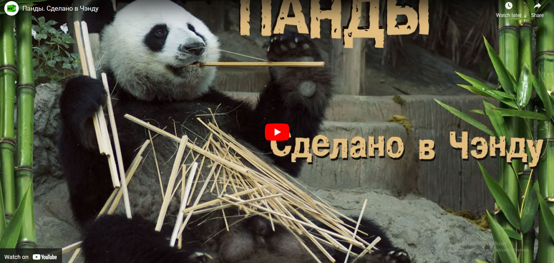 Panda online-zoo