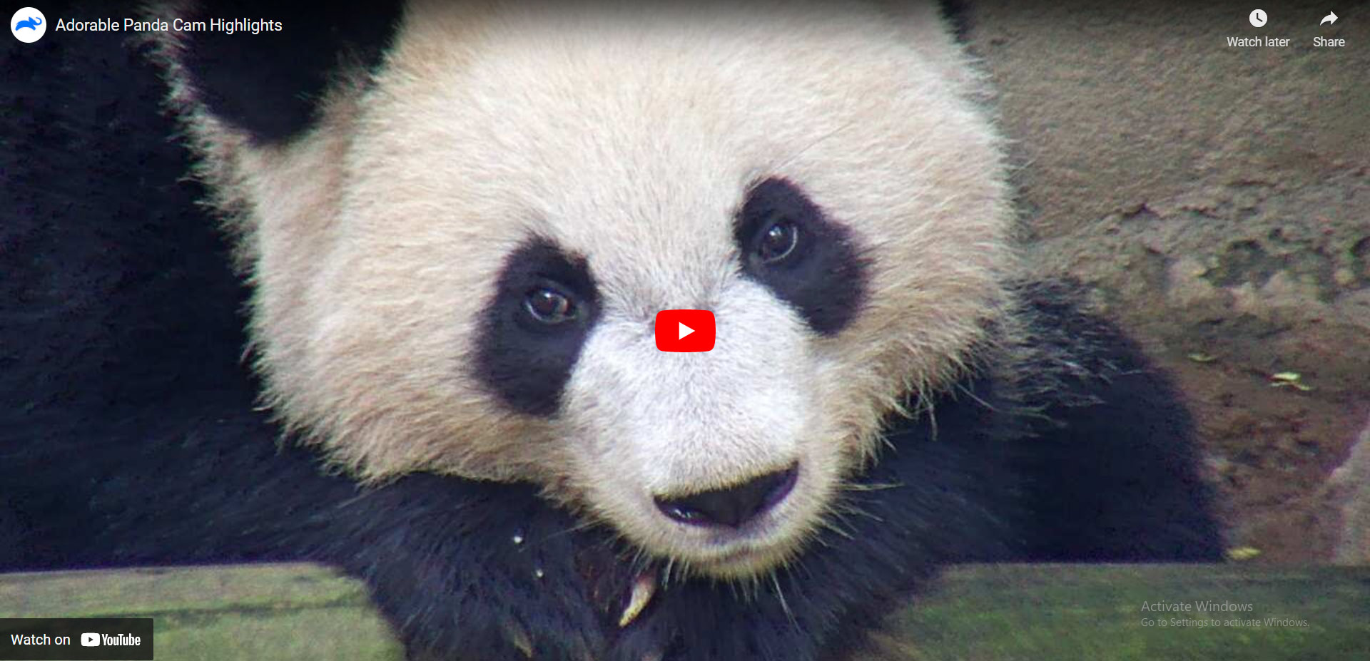 Panda online-zoo